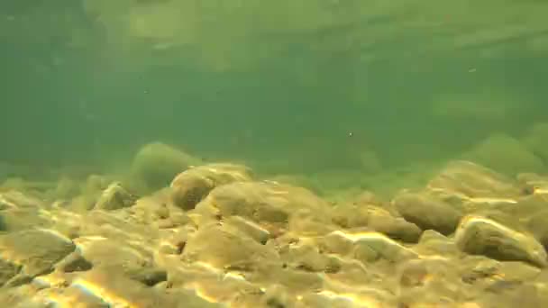 Underwater Scenery Mountain River Carpathians — ストック動画