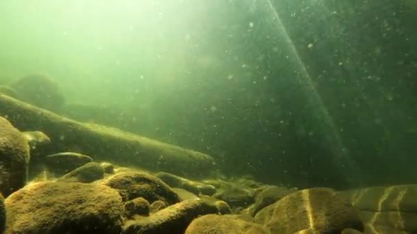 Υποβρύχια Τοπίο Ενός Ποταμού Βουνού Στα Καρπάθια — Αρχείο Βίντεο