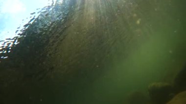 Underwater scenery of a mountain river in the Carpathians