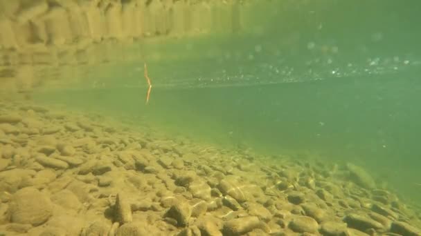 Underwater Scenery Mountain River Carpathians — Stock Video
