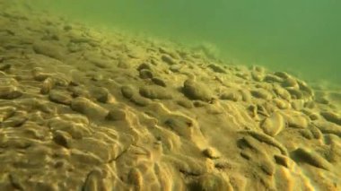 Underwater scenery of a mountain river in the Carpathians