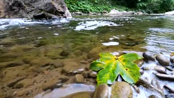 Underwater Scenery Mountain River Carpathians — Vídeo de Stock