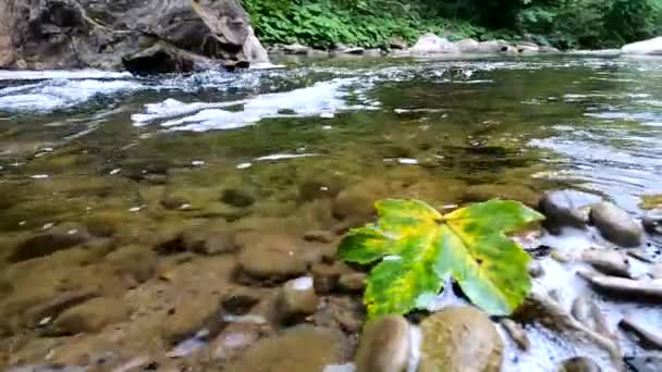 Underwater Scenery Mountain River Carpathians — Stock video