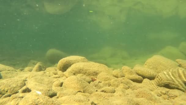 Underwater Scenery Mountain River Carpathians — 图库视频影像