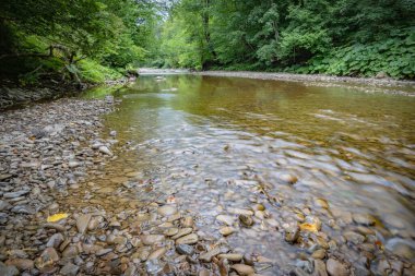 Yağmur altında bir dağ nehrinin manzarası