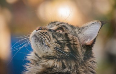 Bir Maine Rakunu 'nun portresi bilye kaplı kedi yavrusu rengi