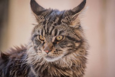 Bir Maine Rakunu 'nun portresi bilye kaplı kedi yavrusu rengi