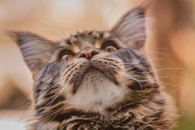 Bir Maine Rakunu 'nun portresi bilye kaplı kedi yavrusu rengi