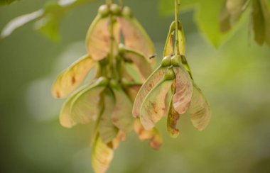 Norveç akçaağaç tohumlarına yakın çekim