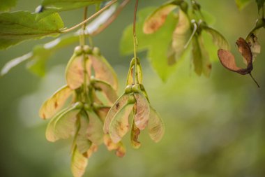 Norveç akçaağaç tohumlarına yakın çekim