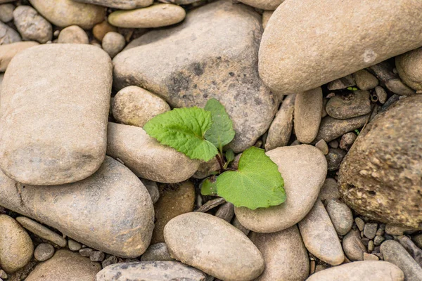 Planta Frágil Uma Pedra Rio Montanha — Fotografia de Stock