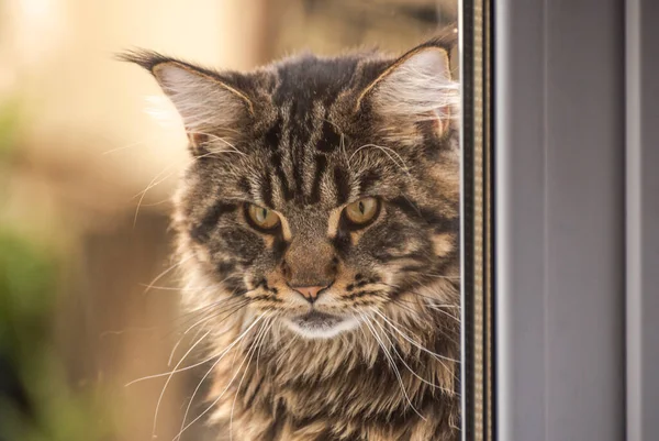 Retrato Maine Coon Gatinho Cor Marmorizada — Fotografia de Stock