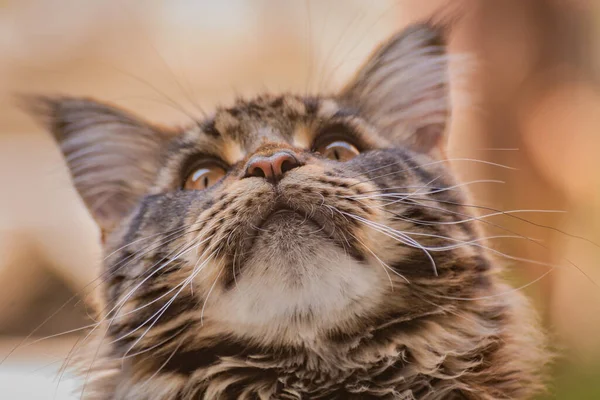 Portret Kociaka Maine Coon Marmurkowym Kolorze — Zdjęcie stockowe