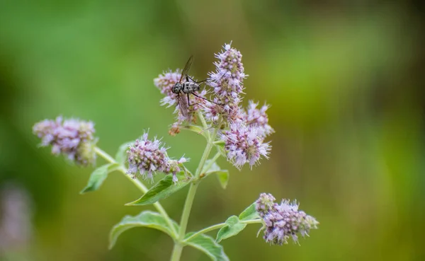 Gadfly Collects Nectar Medicinal Plant —  Fotos de Stock