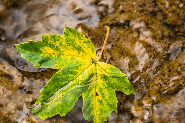 Close Maple Leaf Water — Zdjęcie stockowe