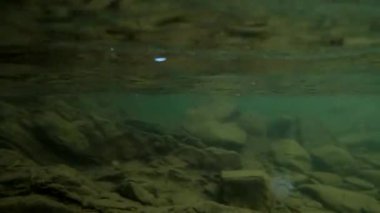 Karpatlar 'da bir dağ nehrinin sualtı manzarası