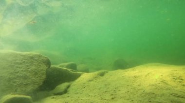 Karpatlar 'da bir dağ nehrinin sualtı manzarası