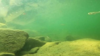 Karpatlar 'da bir dağ nehrinin sualtı manzarası