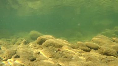 Karpatlar 'da bir dağ nehrinin sualtı manzarası