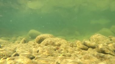 Karpatlar 'da bir dağ nehrinin sualtı manzarası