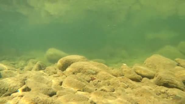 Paisagem Subaquática Rio Montanha Nos Cárpatos — Vídeo de Stock