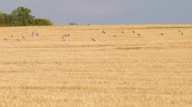 Landscape of a field with mowed wheat and a flock of gray herons