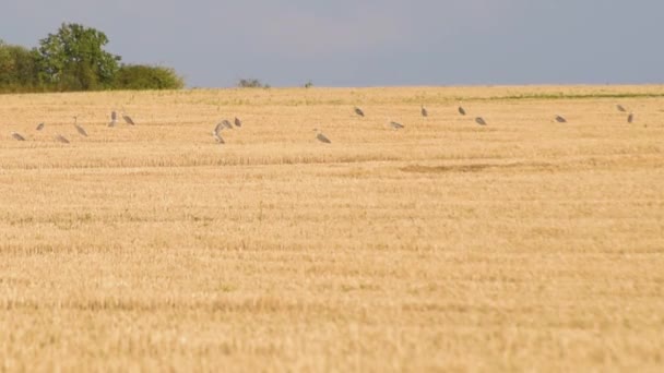 Landscape Field Mowed Wheat Flock Gray Herons — Stock videók