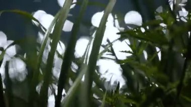 Arka plan için doğada güzel bir bokeh