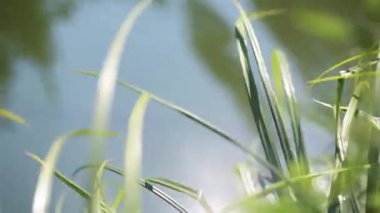 Juicy sedge on the bank of a mountain river in the sun