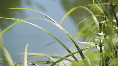 Juicy sedge on the bank of a mountain river in the sun