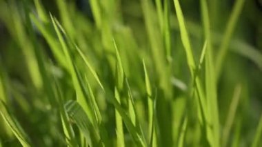 Lush grass on the river bank in the sun