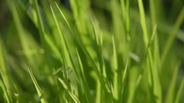 Lush grass on the river bank in the sun
