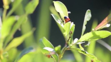 Sapında oturan kırmızı uğur böceği