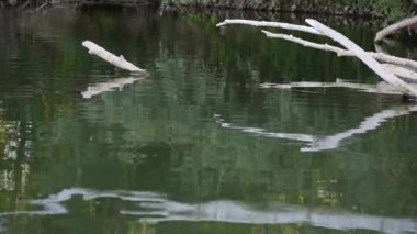 Fallen tree in mountain summer river