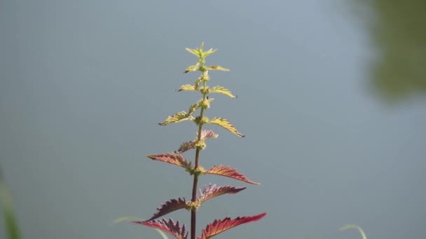 川岸にある若い葉のミントメンタ ロンギフォリアの植物 — ストック動画