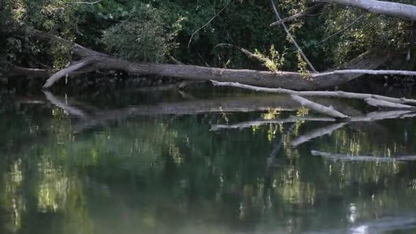 Fallen Tree Mountain Summer River — Stockvideo