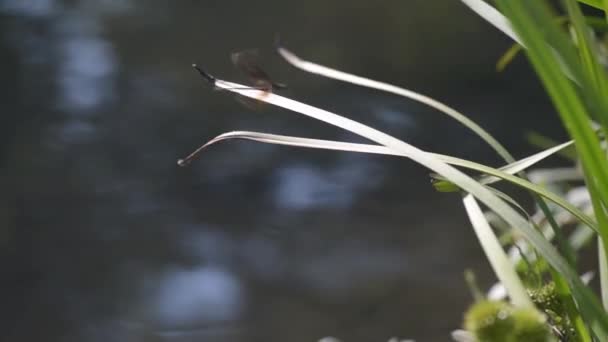 Eine Helle Libelle Sitzt Auf Einem Grünen Blatt — Stockvideo