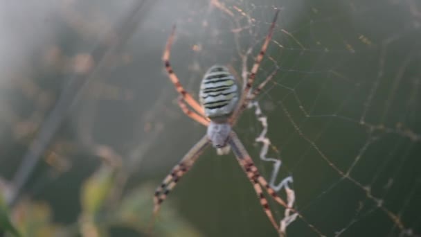 Argiope Αράχνη Στο Διαδίκτυο Ταλαντεύεται Στον Άνεμο — Αρχείο Βίντεο