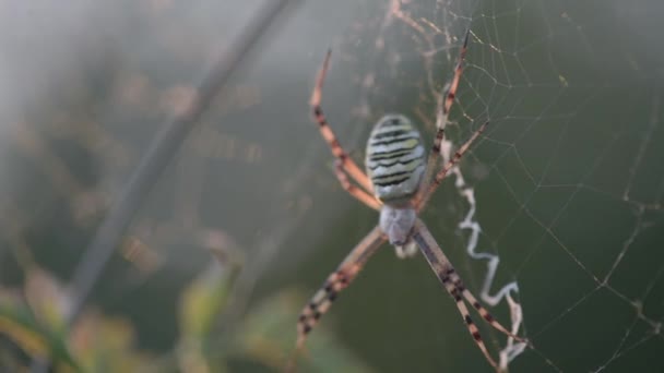 Argiope Spider Web Sways Wind — 图库视频影像