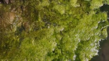 Natural flora in the wetland area of the river