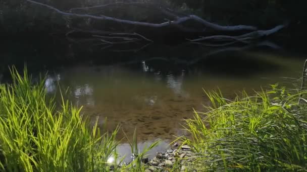 Пейзаж Горной Реки Закате — стоковое видео
