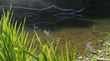 Gün batımında bir dağ nehrinin manzarası