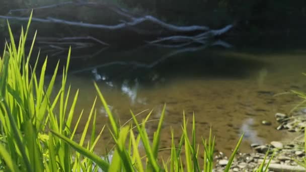 Landschap Van Een Berg Rivier Bij Zonsondergang — Stockvideo