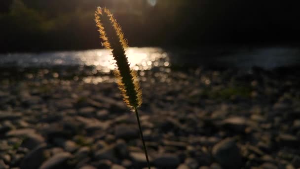 Plant Aan Oevers Van Een Bergrivier Bij Zonsondergang — Stockvideo