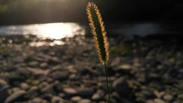 Plant Banks Mountain River Sunset — Stock Video
