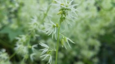 Wild plant echinocystis  blooming in summer