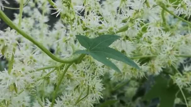 Wild Plant Echinocystis Blooming Summer — Stockvideo