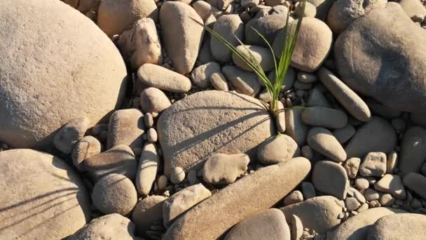 Pflanze Ufer Eines Gebirgsflusses Bei Sonnenuntergang — Stockvideo