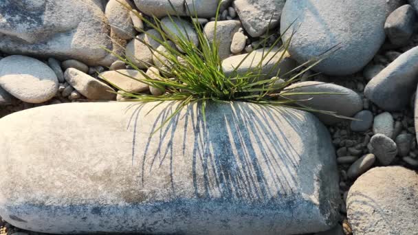 Pflanze Ufer Eines Gebirgsflusses Bei Sonnenuntergang — Stockvideo