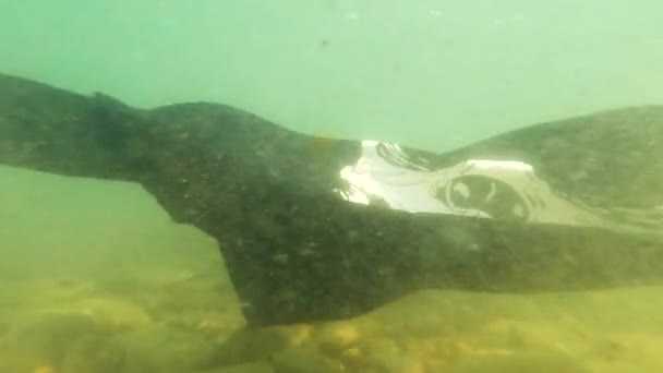 Подводная Фотография Горной Реки Летом Пиратским Флагом — стоковое видео
